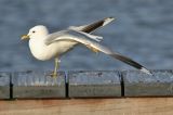 20200219_Stormmeeuw_Hoornse Plas_03